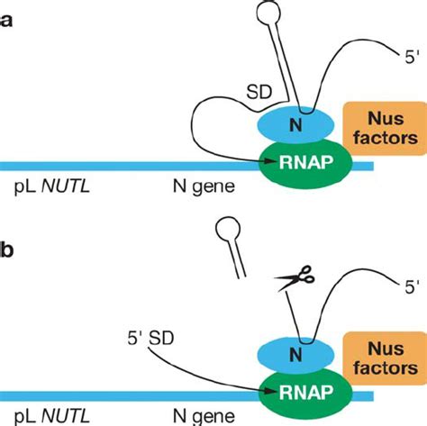 Models For N Mediated Translation Repression The Complex Of Rnap Is