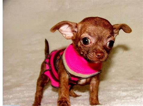 Tea Cup Chihuahua Puppies For Sale | Colorado Springs, CO #69349