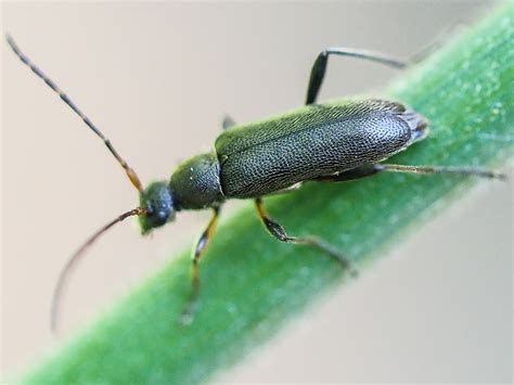 Grammoptera Ruficornis Mattschwarzer Bl Tenbock Insects