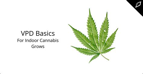 VPD Basics For Indoor Cannabis Grows