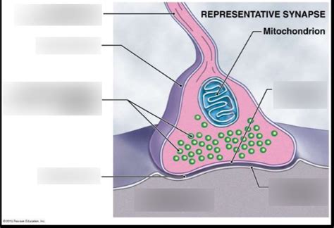 Synapse Diagram Unlabeled