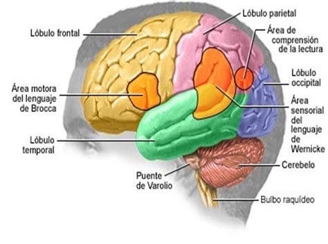 Terapia de Lenguaje Aprendizaje y Voz LA AFASIA PÉRDIDA DEL LENGUAJE