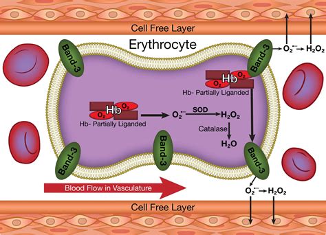 Frontiers Potential Modulation Of Vascular Function By Nitric Oxide