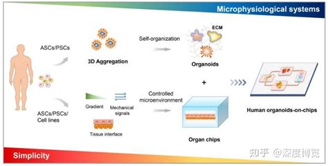 中科院秦建华团队重磅综述类器官与器官芯片多学科交叉促生物医学发展 知乎