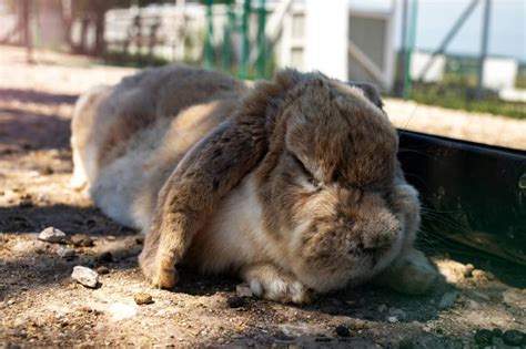 How to Tell When a Rabbit Is Sleeping: 5 Signs & Positions Explained by ...