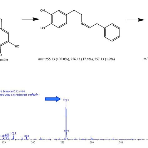 Expected Reaction Between Dopamine And Phenylacetaldehyde Mass