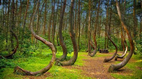 Hoia Baciu Most Haunted Forest In The World