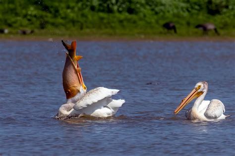 premium photo  american white pelican pelecanus erythrorhynchos