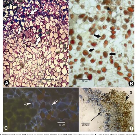 Figure 1 From Fungal Colonization And Host Defense Reactions In Ulmus