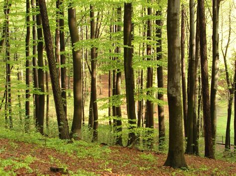 Lasy - Gmina Trzebnica