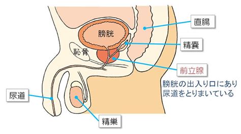 前立腺肥大症の症状と治療法｜健康情報利根中央病院