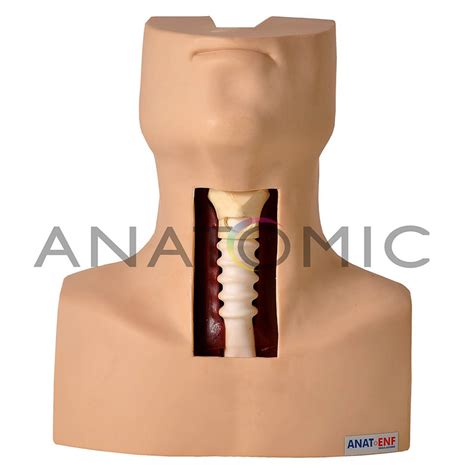 Simulador De Traqueostomia ANATOMIC TGD 4058 ANATOMIC SPMedica