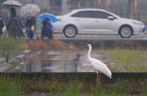 白鶴宜蘭現蹤掀朝聖熱潮 鳥友盼拉封鎖線讓牠安心度冬 生活 自由時報電子報