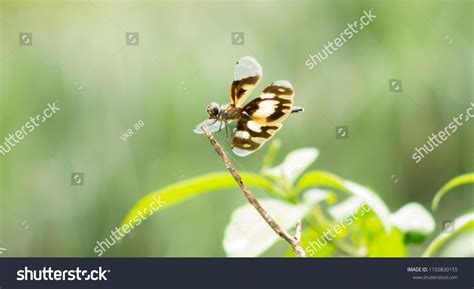 Female Rhyothemis Variegata Known Common Picture Stock Photo 1150830155