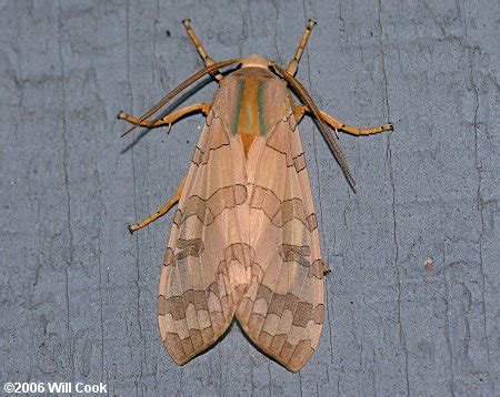 Banded Tussock Moth (Halysidota tessellaris)