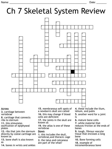 Ch Skeletal System Review Crossword Wordmint