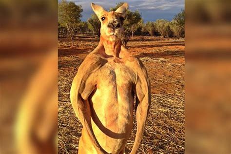 Roger the ripped kangaroo dead at 12