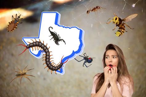 These Are The Most Dangerous And Deadly Bugs Found In Texas