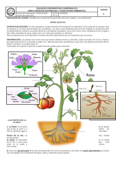 Doc Guia Partes De La Planta Dokumen Tips Hot Sex Picture