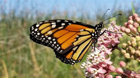 In Pics Monarch Butterflies Are Now Officially Endangered