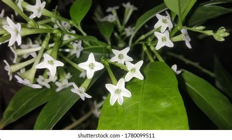 rat rani flowers royalty  images stock  pictures