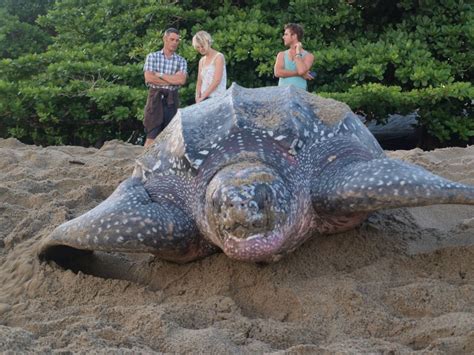 Turtle Watching Tour