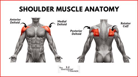 Anterior Deltoid Muscle Exercises