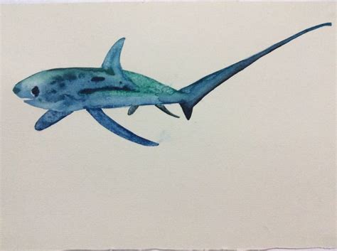 Thresher Shark Watercolour Painting by Kelly Marklove | Fish artwork ...