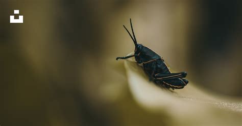 Shallow focus photography of black cricket photo – Free United states ...