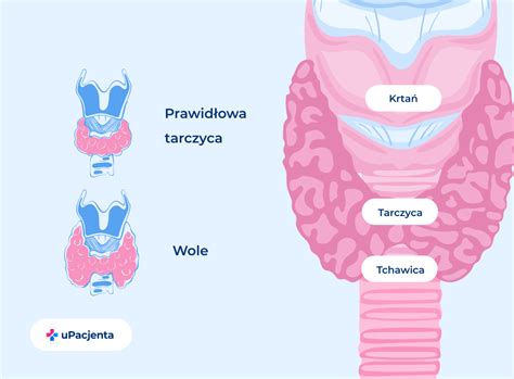 Tarczyca Rola Objawy Chor B Badania Leczenie