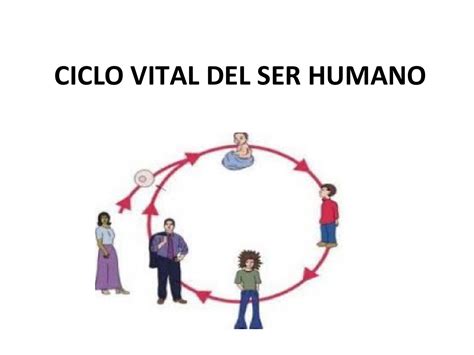 Ciclo De Vida Do Ser Humano Revoeduca