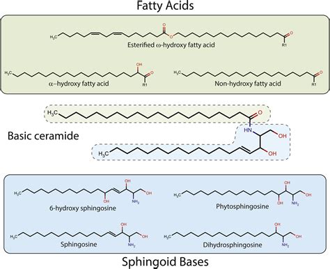 The structure, function, and importance of ceramides in skin and their ...