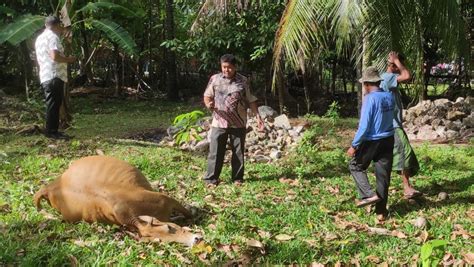 Tiga Sapi Mati Di Aceh Besar Diduga Diracuni OTK