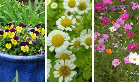 15 Low Maintenance Plants Gardening Soul