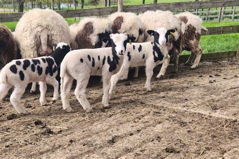 20 Pedigree Jacob Store Breeding Ewes Lambs Rams With Lambs At Foot