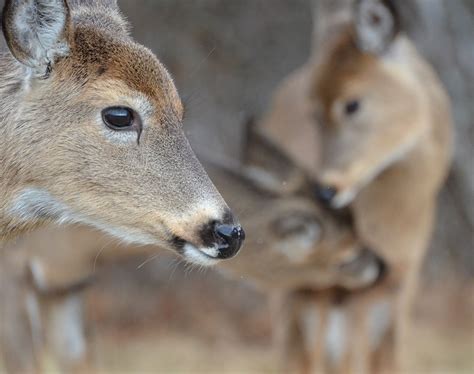 Which Deer Catch and Spread CWD Fastest, and Why?