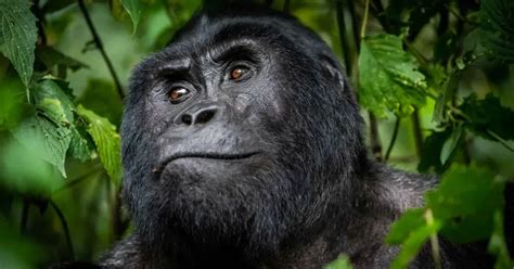 How To Get A Discounted Gorilla Permit In Rwanda Rwanda