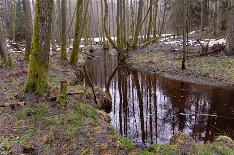 Vieille For T Dans Le Marais Des Troncs D Arbres Pais Recouverts De