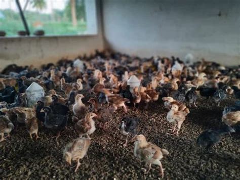 Ameraucana Naked Neck Chicks At Rs 30 Piece In Dharmapuri ID