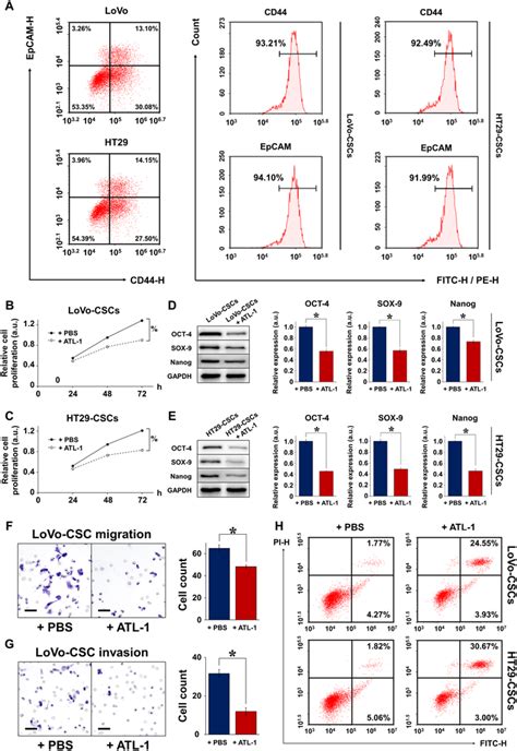 Characterization Of Colorectal CSCs Isolated From LoVo And HT29 Cells