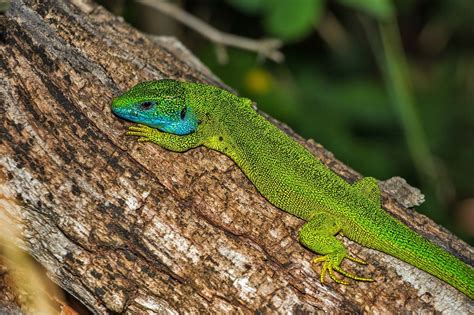 Gușterul Lacerta Viridis cea mai mare șopârlă din România