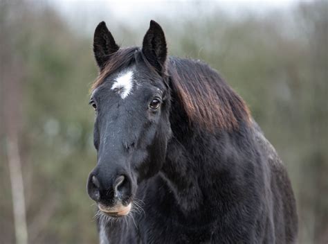 horse    ride everday equine