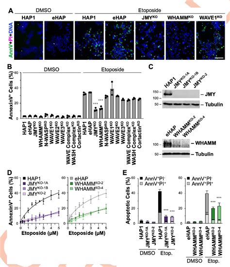 Figure 1 From The Actin Nucleation Factors JMY And WHAMM Enable A Rapid