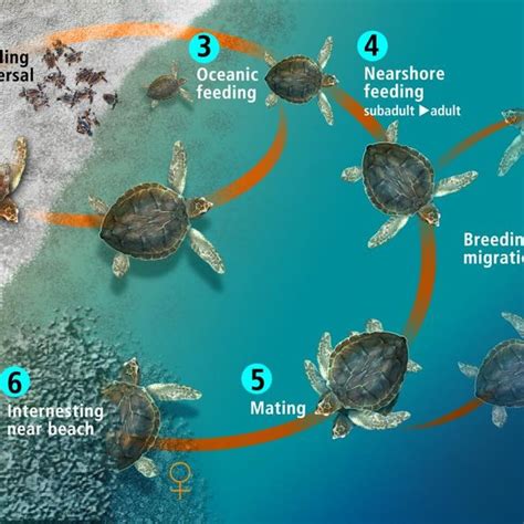 Life cycle of a sea turtle.... | Download Scientific Diagram