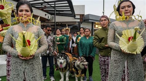 8 Potret Nikahan Mewah Anjing Jojo Dan Luna Habiskan Rp200 Juta Untuk