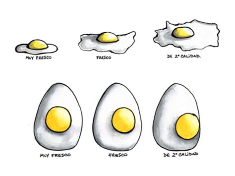 El Huevo Consumo Per C Pita Kg Persona A O De Huevos En Varios Pa Ses