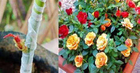 Grafting Plants: Examples And Guide To Get You Started - The Gardeners World