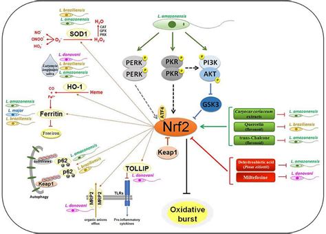 Nrf Tu Escudo Contra El Estr S Y La Inflamaci N Genoxidil El Poder