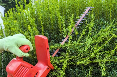 Trimming Bushes Stock Photo | Adobe Stock