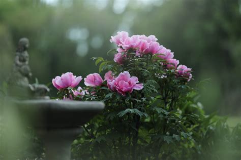 Pink Peonies in Bloom · Free Stock Photo